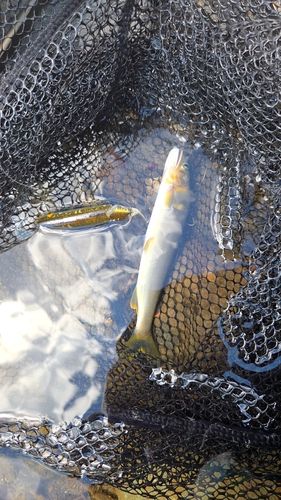 アユの釣果