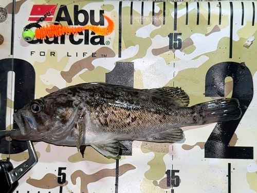 クロソイの釣果