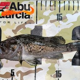 クロソイ