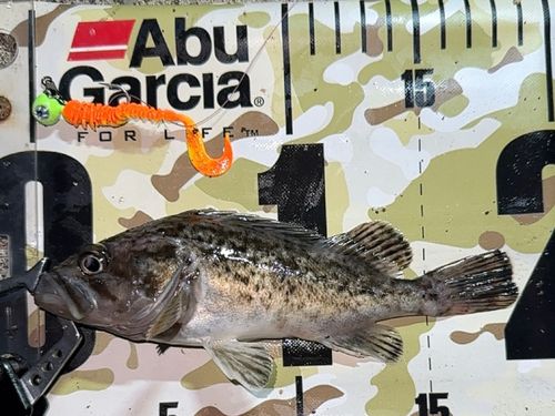 クロソイの釣果