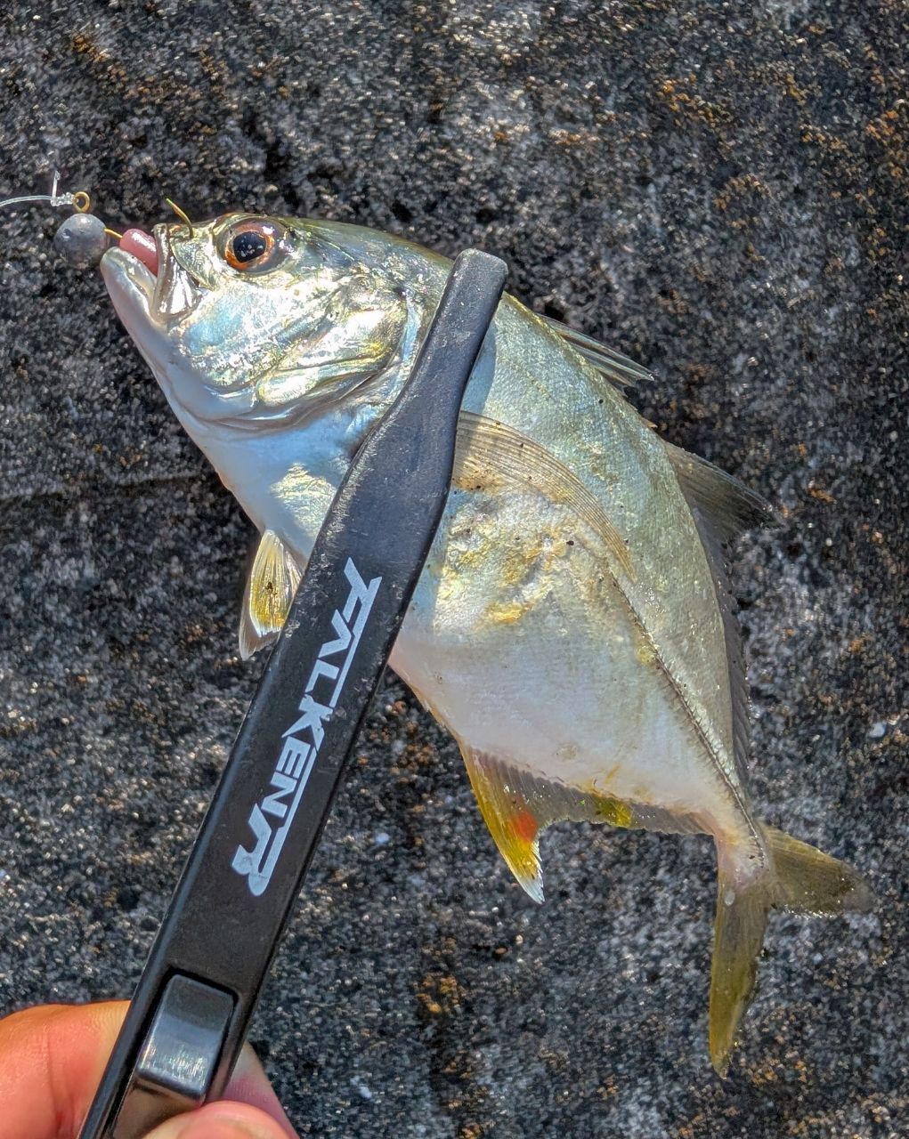 ※ j.y 　AJING X 72L-S ロングキャストモデル DAIWA（釣り） ダイワ アジングX 72L-S アジング : つり具の