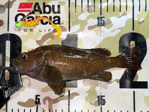 エゾメバルの釣果