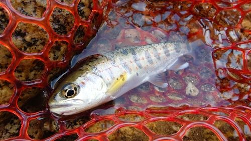 アマゴの釣果