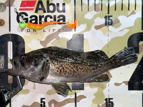 クロソイの釣果