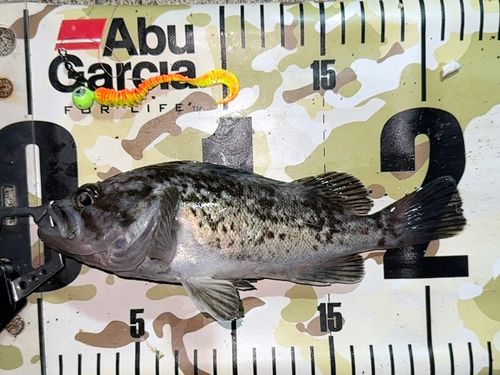 クロソイの釣果