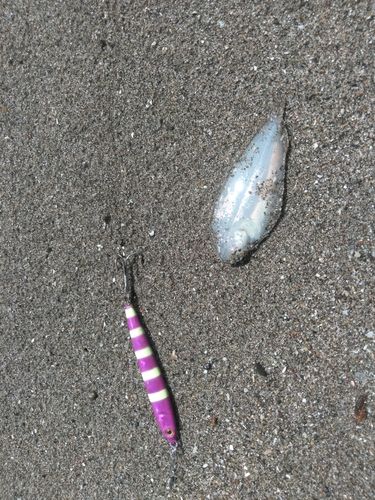 シタビラメの釣果