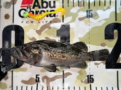 クロソイの釣果