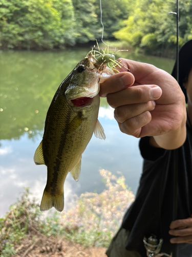 ラージマウスバスの釣果