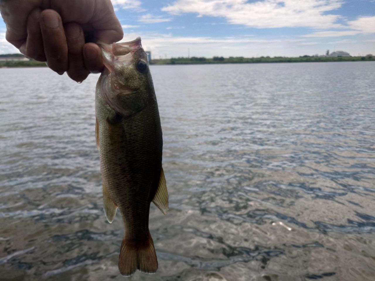 ラージマウスバス