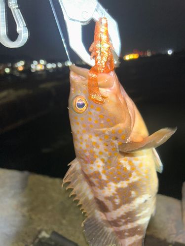 アコウの釣果