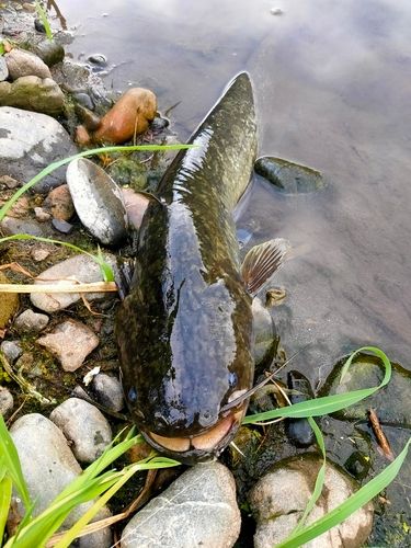 ナマズの釣果