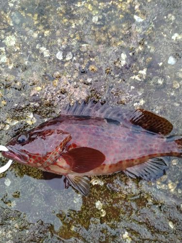 ノミノクチの釣果