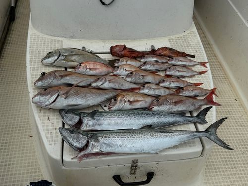 サワラの釣果