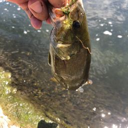 スモールマウスバス