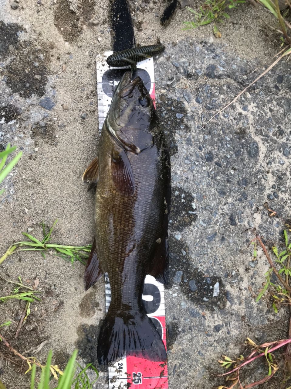 スモールマウスバス