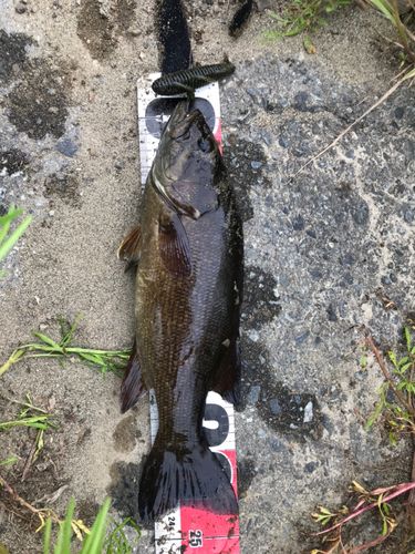スモールマウスバスの釣果