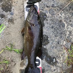スモールマウスバス