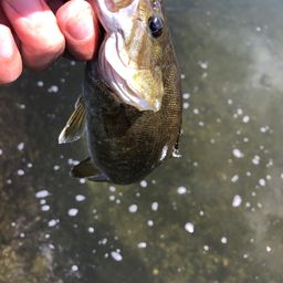 スモールマウスバス