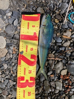 シイラの釣果