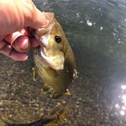 スモールマウスバス