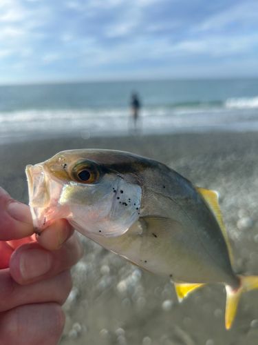 ショゴの釣果