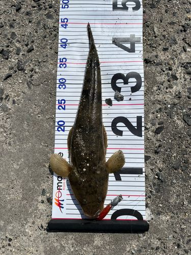 マゴチの釣果