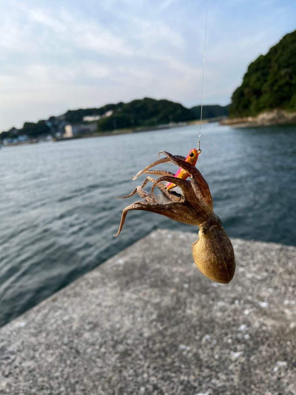 マゴチ