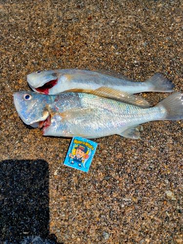 イシモチの釣果