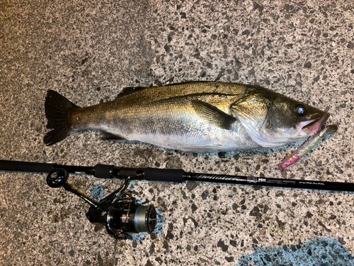 マルスズキの釣果