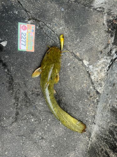ナマズの釣果
