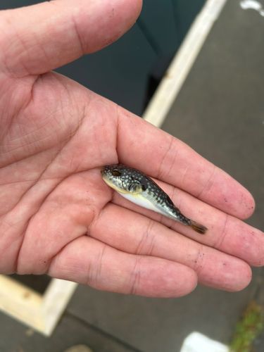 フグの釣果