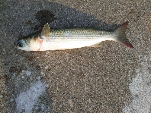 ボラの釣果