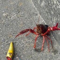 アメリカザリガニ