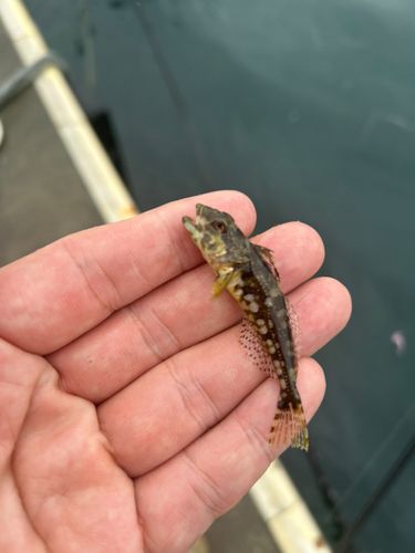 アナハゼの釣果