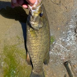 スモールマウスバス