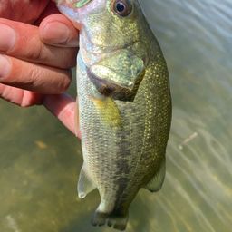 スモールマウスバス