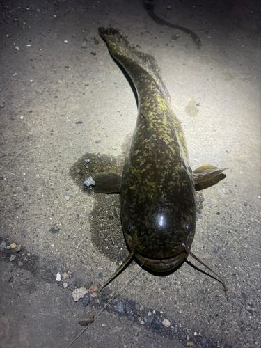 ナマズの釣果