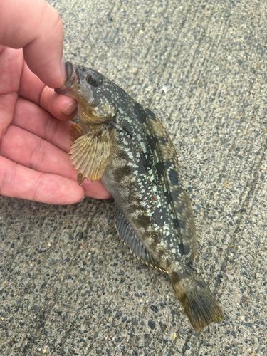 アイナメの釣果