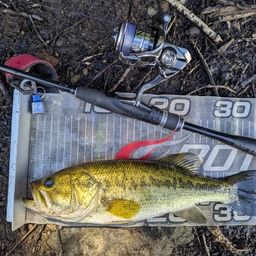 ラージマウスバス