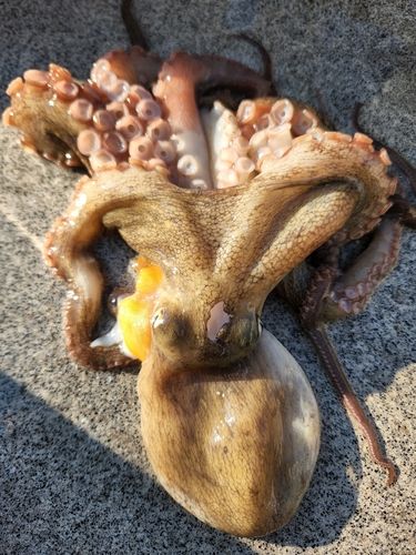 マダコの釣果