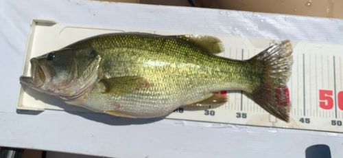 ラージマウスバスの釣果