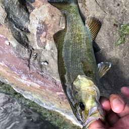 スモールマウスバス