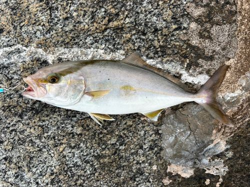 ネリゴの釣果