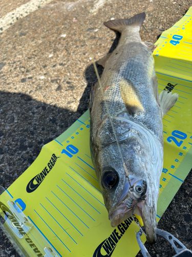 シーバスの釣果