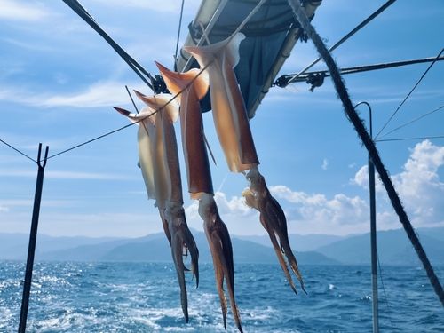 スルメイカの釣果