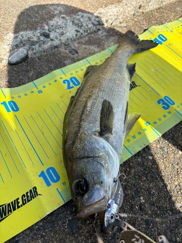 シーバスの釣果