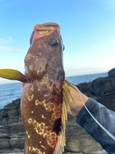 キジハタの釣果