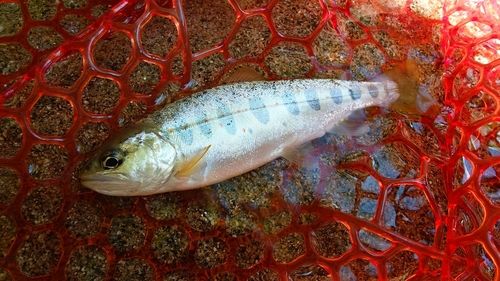 アマゴの釣果