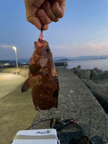 キジハタの釣果