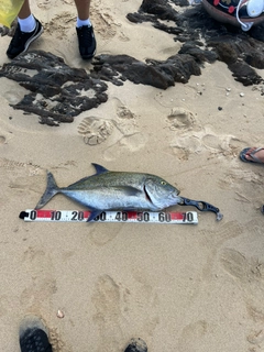 カスミアジの釣果